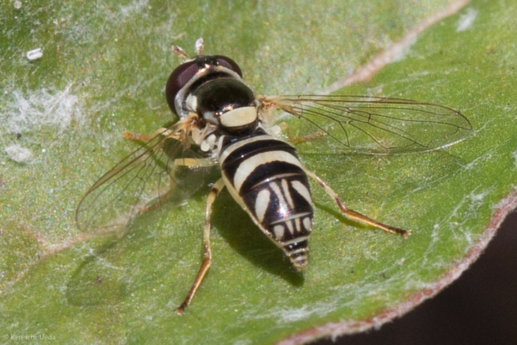 Mosca Allograpta exotica (Allograpta exotica)