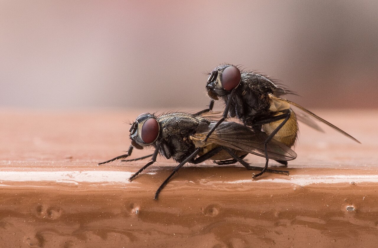 Mosca doméstica (Musca domestica)