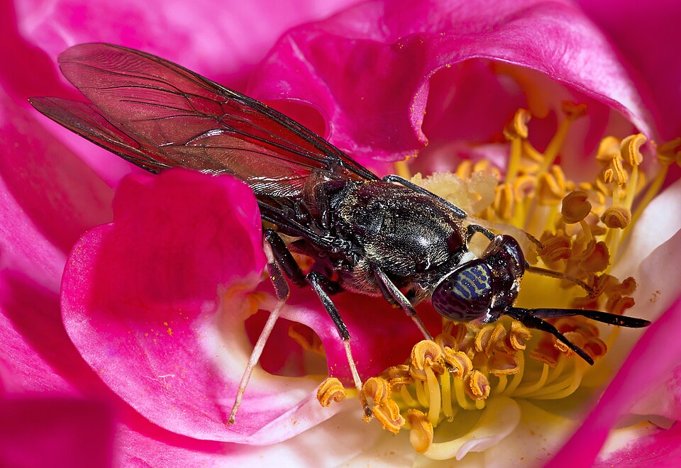 Mosca soldado negra