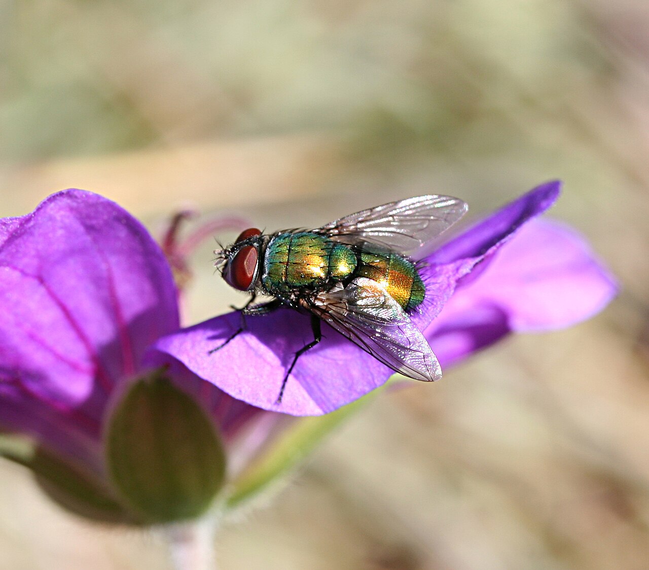 Mosca verde Lucilia (Lucilia sericata)