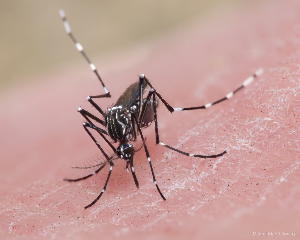 Mosquito Aedes aegypti (Aedes aegypti)