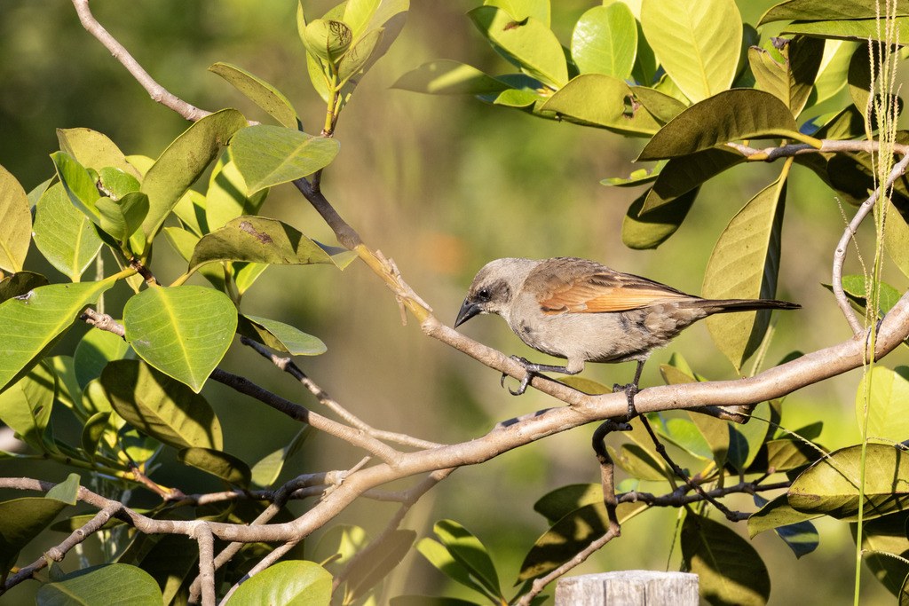 Músico (Agelaioides badius)