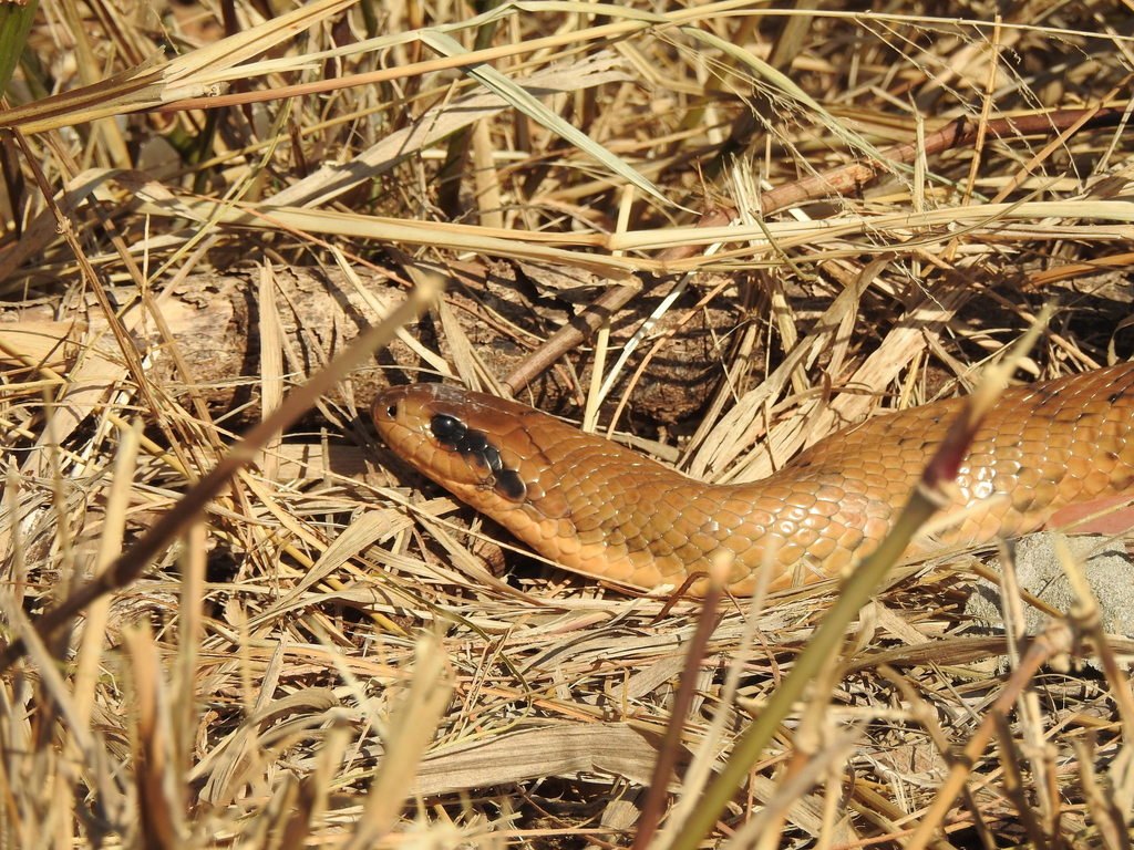 Ñacaniná