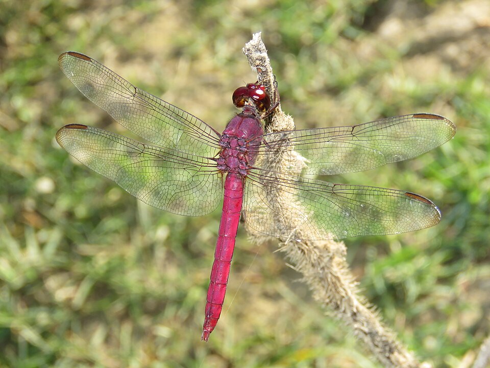 Orthemis discolor (Orthemis discolor)
