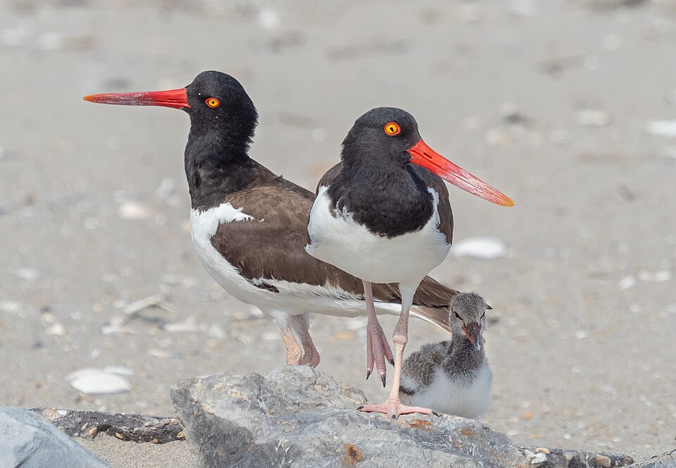 Ostrero común (Haematopus palliatus)