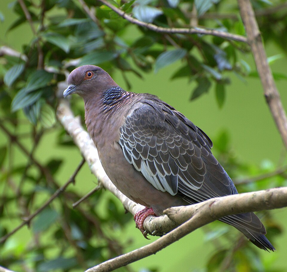 Paloma de monte (Patagioenas picazuro)