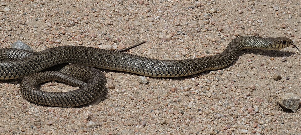 Parejera (Philodryas patagoniensis)