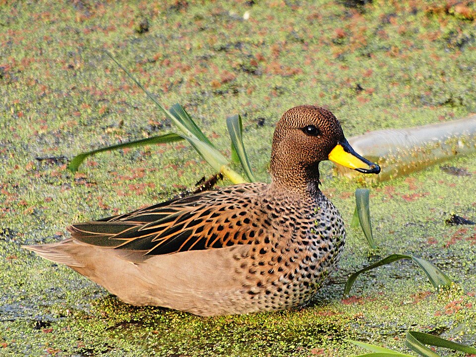 Pato barcino (Anas flavirostris)