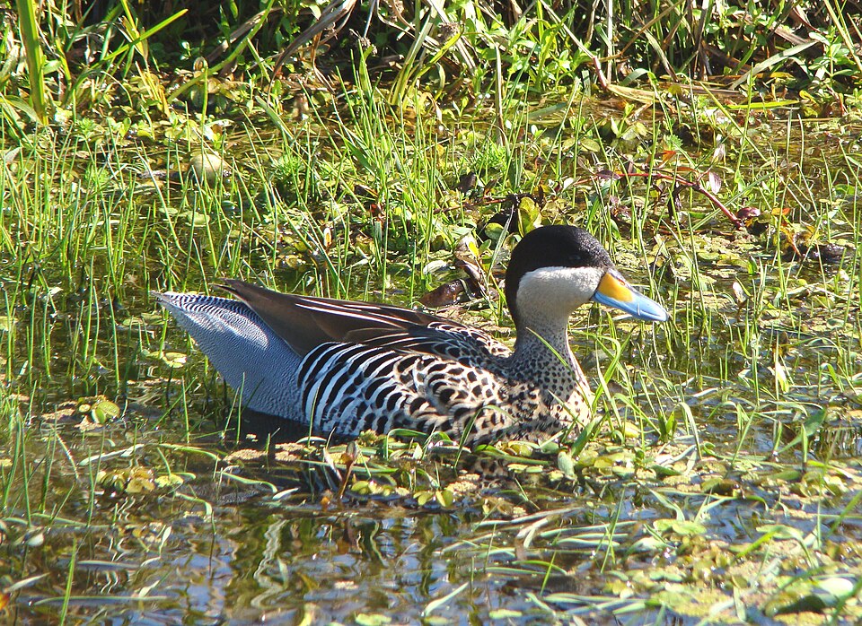 Pato capuchino (Spatula versicolor)