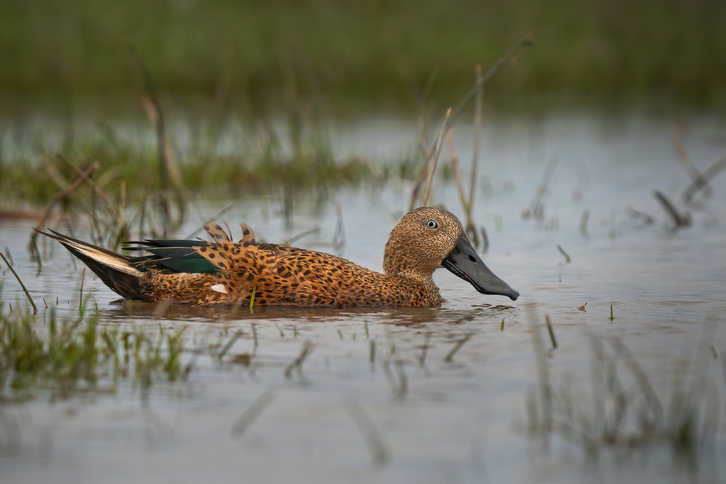 Pato cuchara (Spatula platalea)