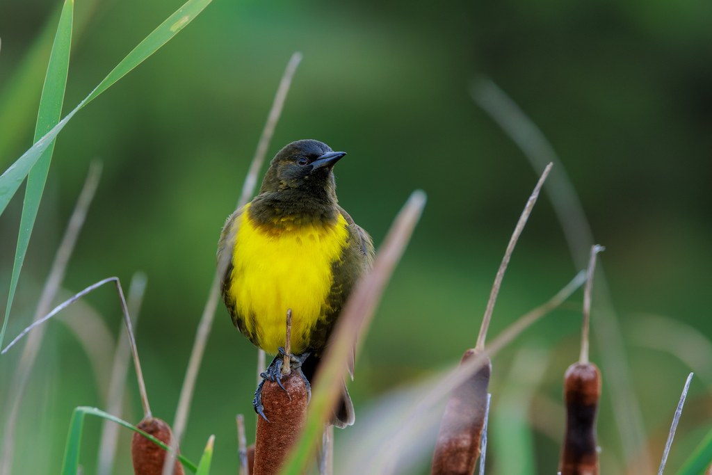 Pecho amarillo (Pseudoleistes virescens)