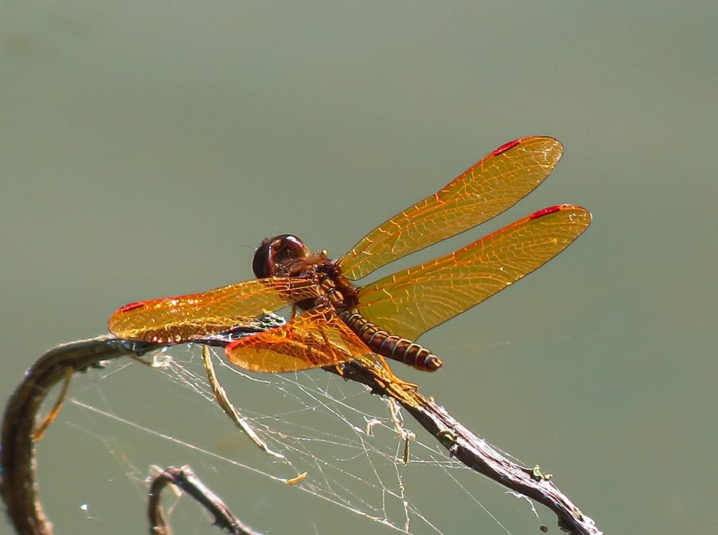 Perithemis icteroptera (Perithemis icteroptera)