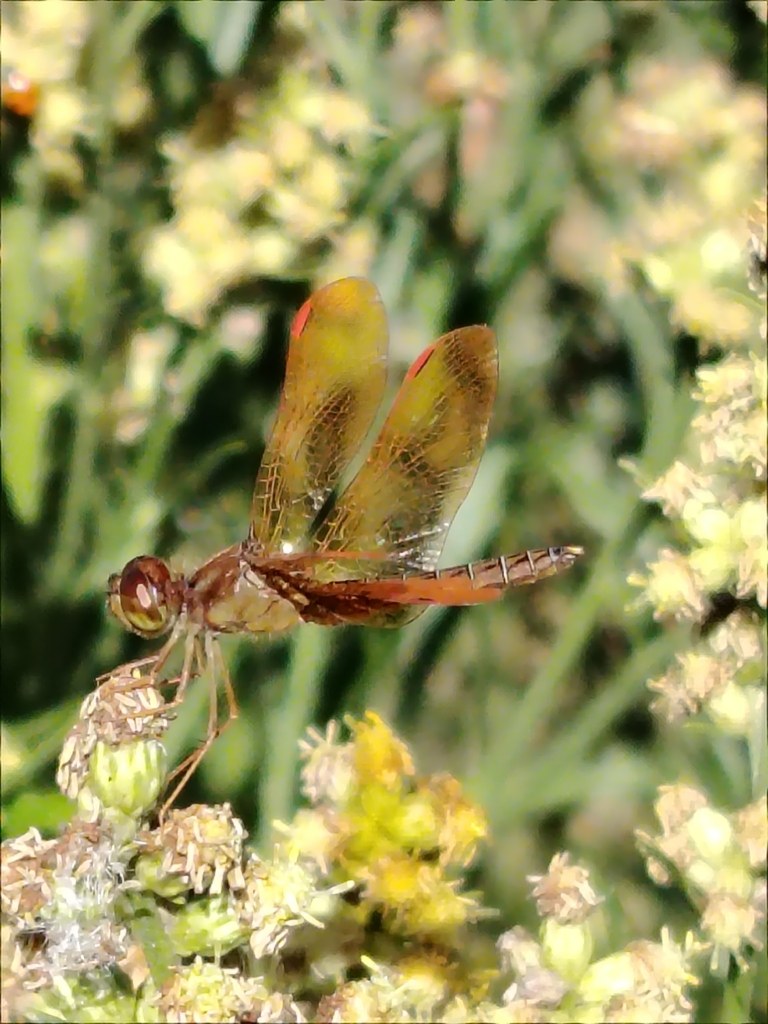 Perithemis tenera (Perithemis tenera)