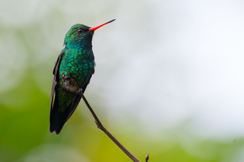 Picaflor verde (Chlorostilbon lucidus)