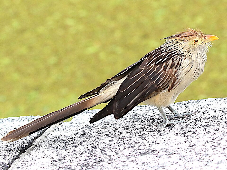 Pirincho común (Guira guira)