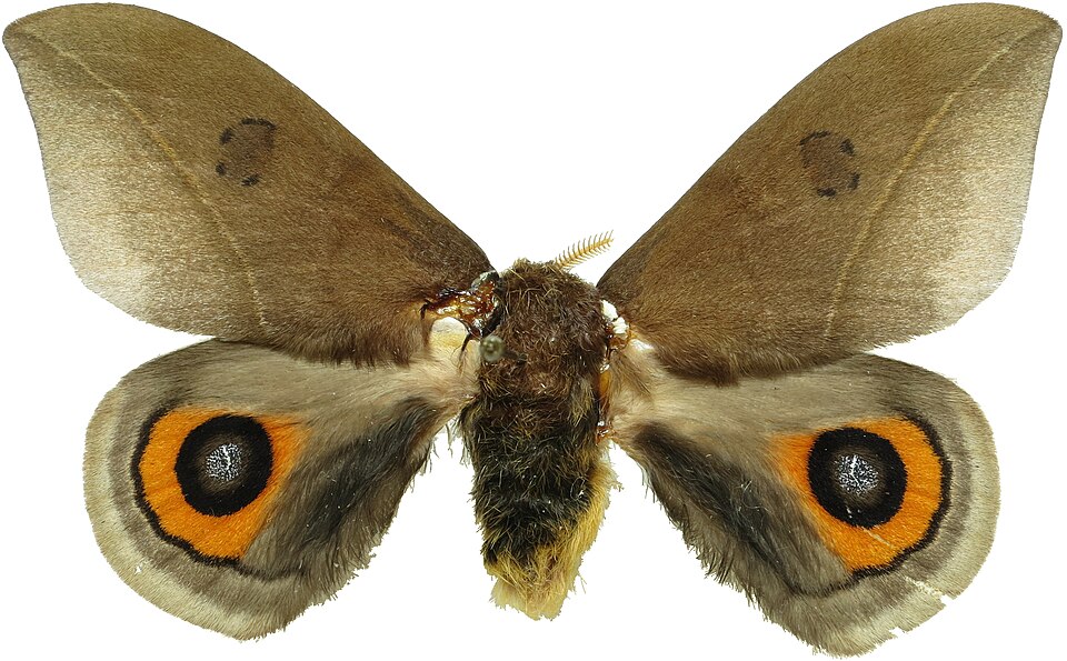 Polilla Automeris naranja