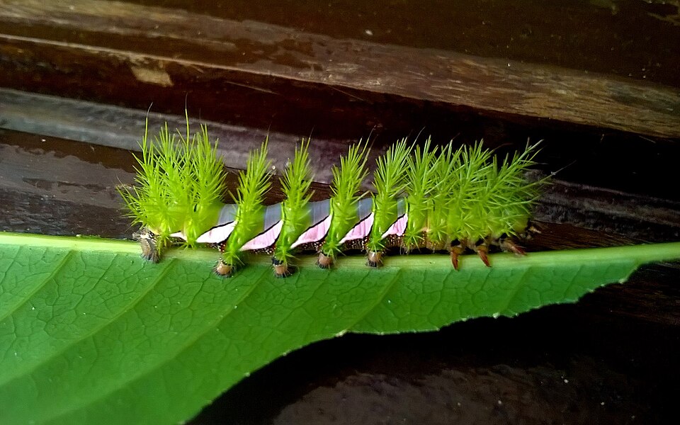 Polilla Automeris naranja: oruga