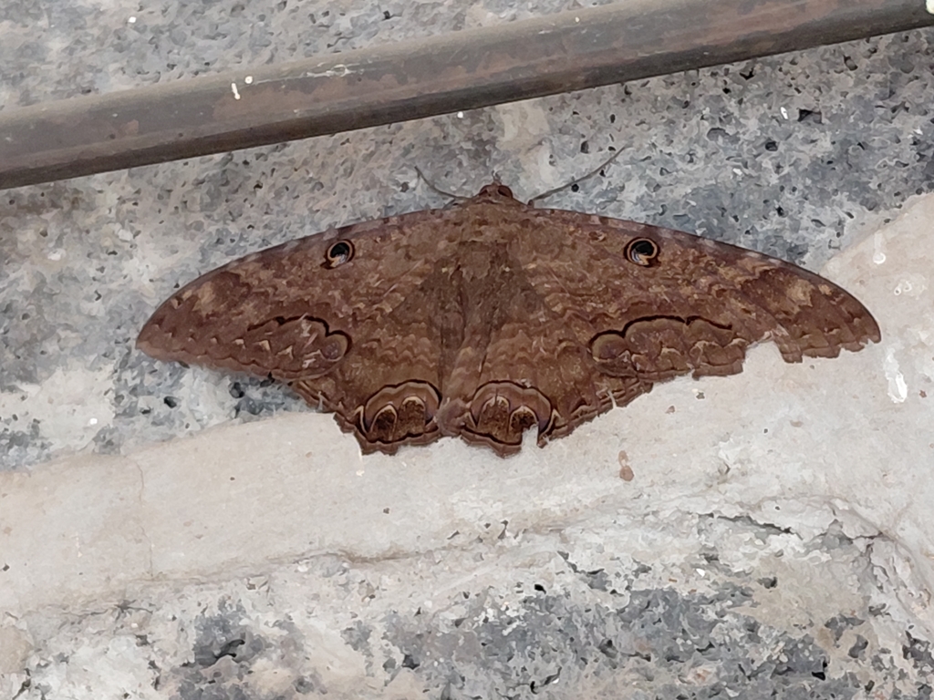 Polilla brujita