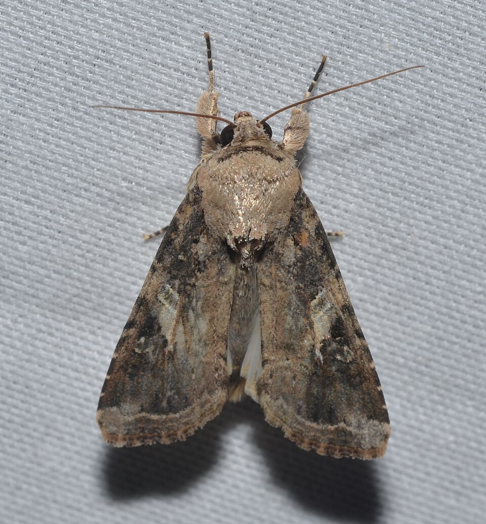 Polilla del gusano cogollero