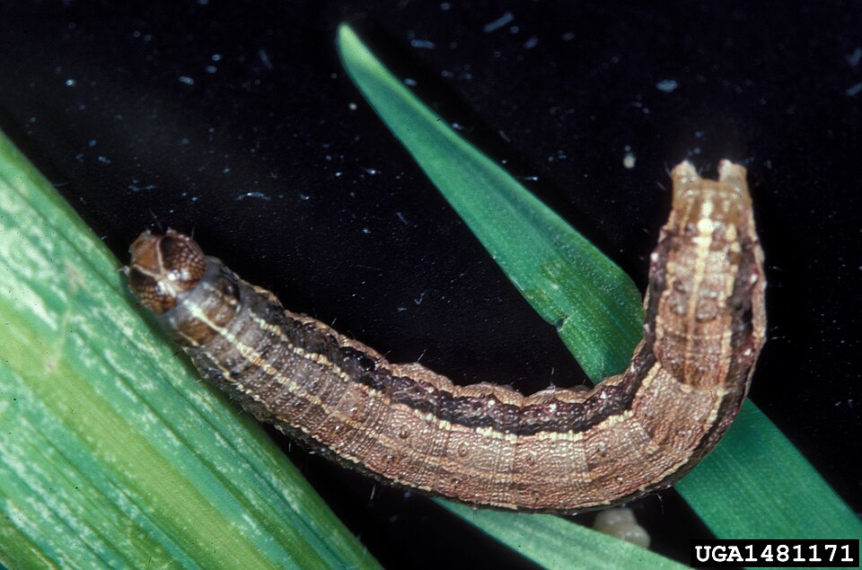 Polilla del gusano cogollero: oruga