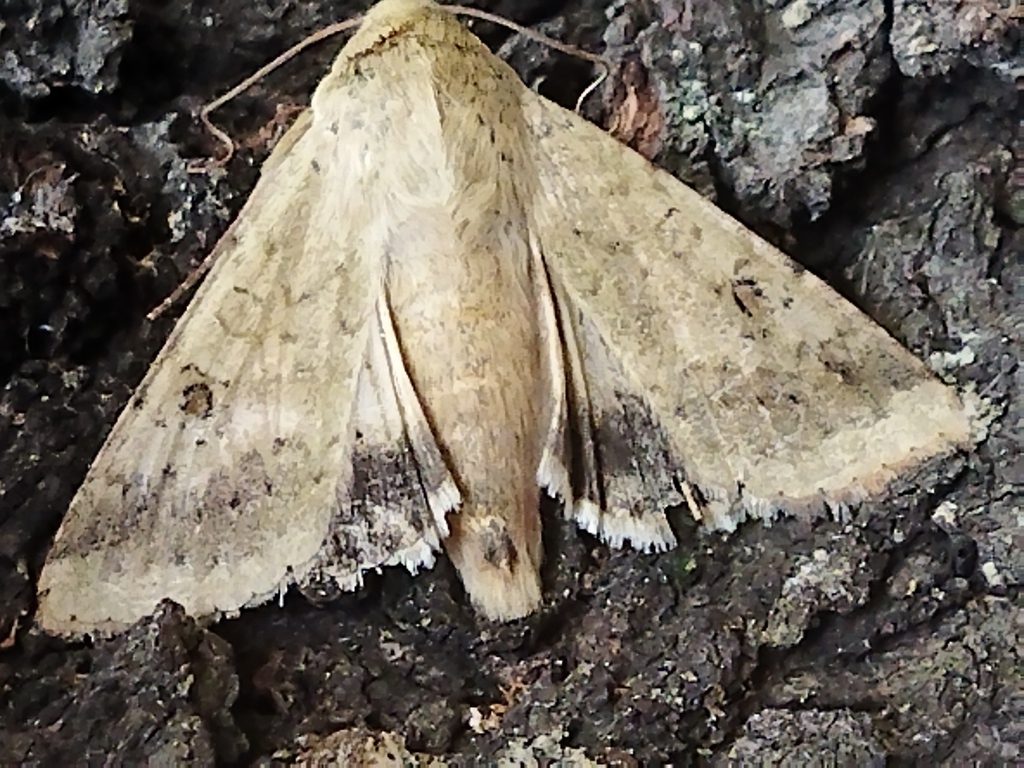 Polilla Helicoverpa armigera
