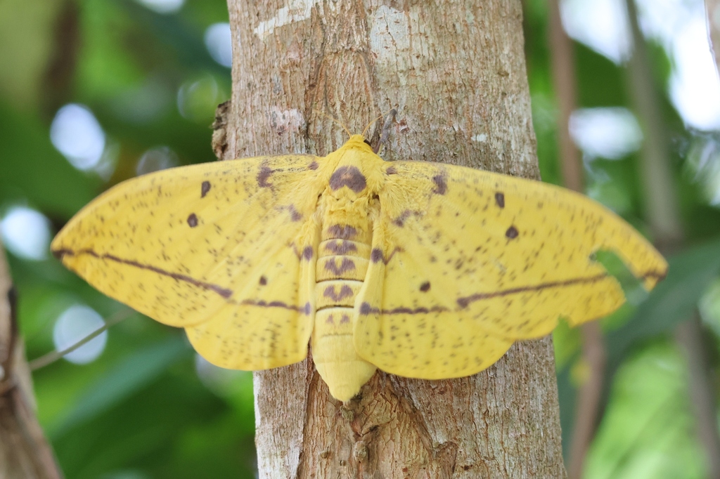 Polilla imperial (Eacles imperialis)