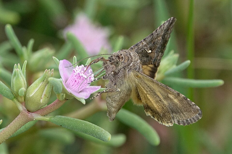 Polilla de la lagarta medidora
