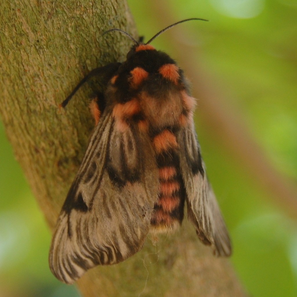 Polilla Megalopyge urens