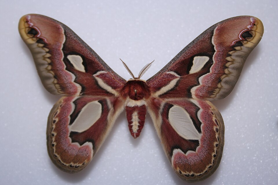 Polilla Rothschildia jacobaeae