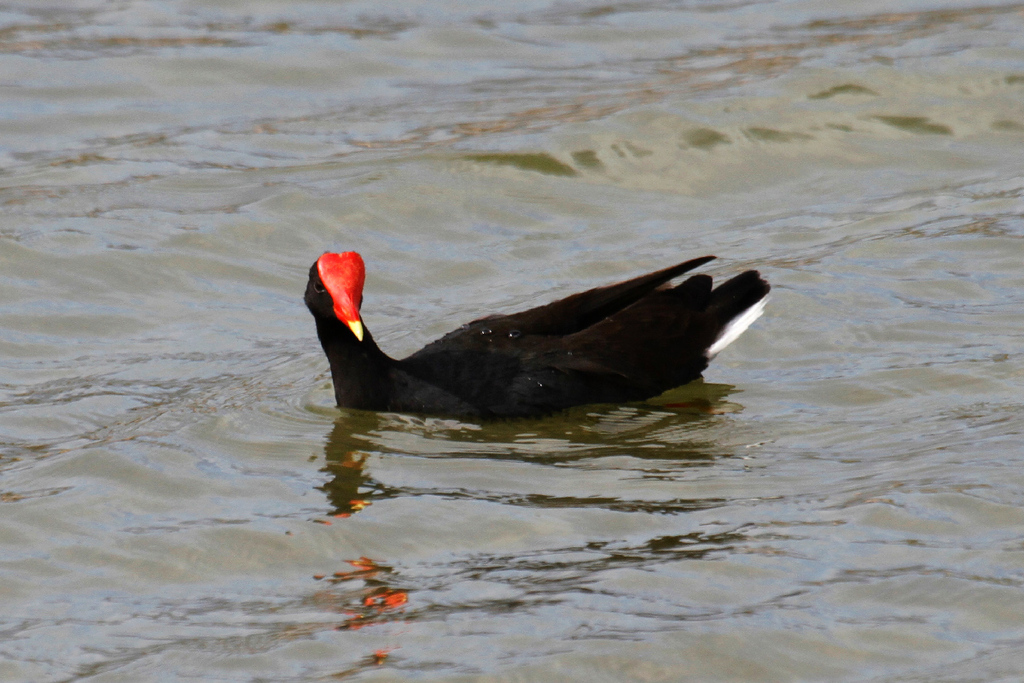 Pollona negra (Gallinula galeata)