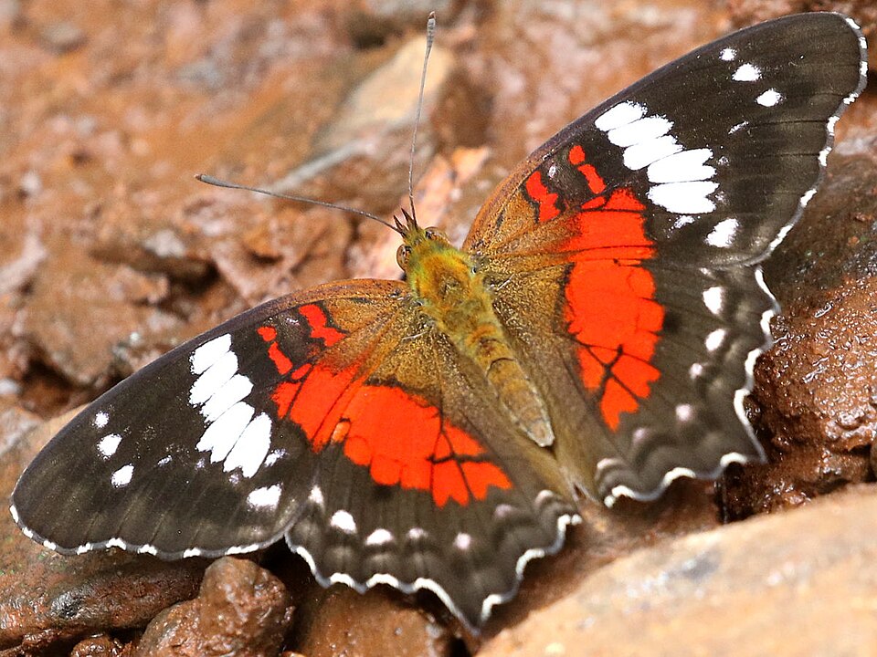 Princesa roja (Anartia amathea)