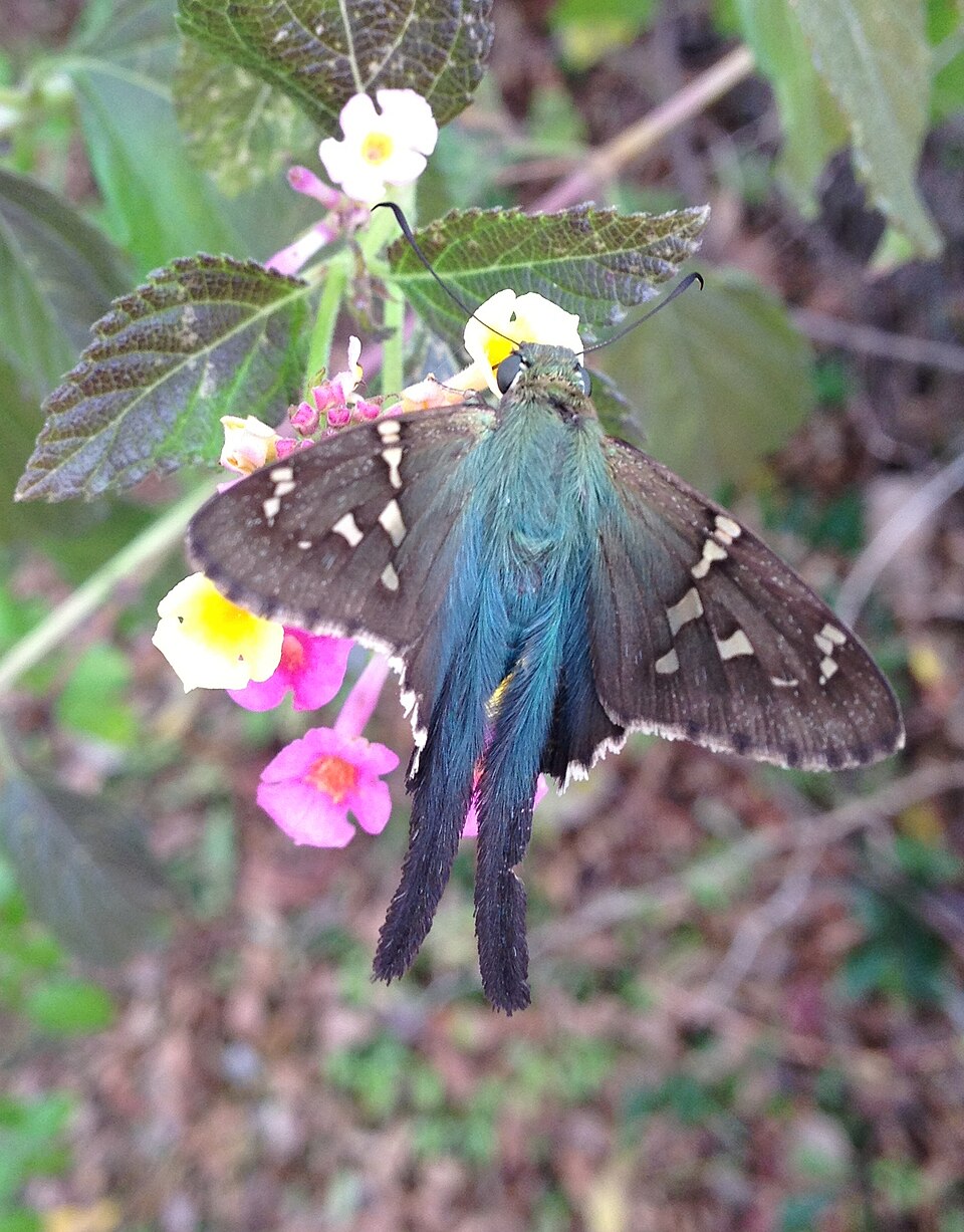 Rabuda verde común (Urbanus proteus)