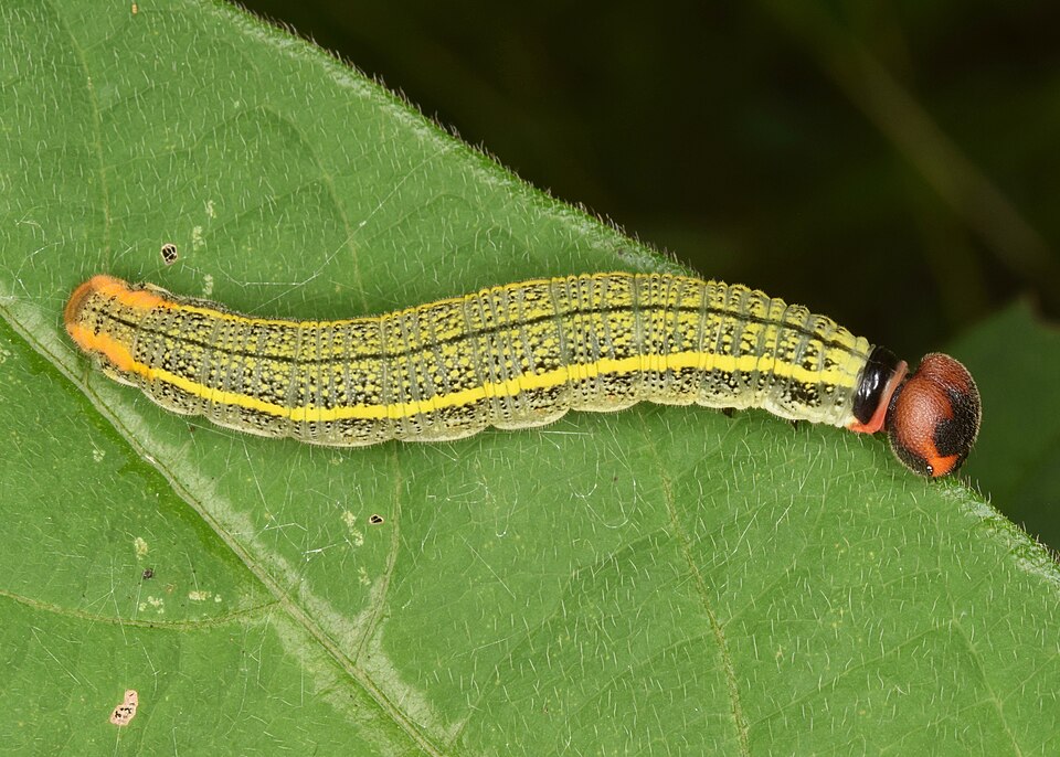 Rabuda verde común: oruga