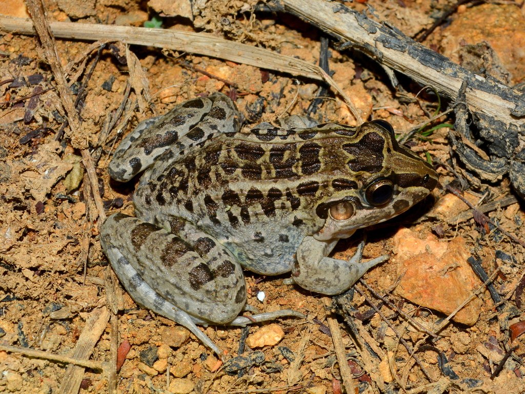 Rana del Chaco