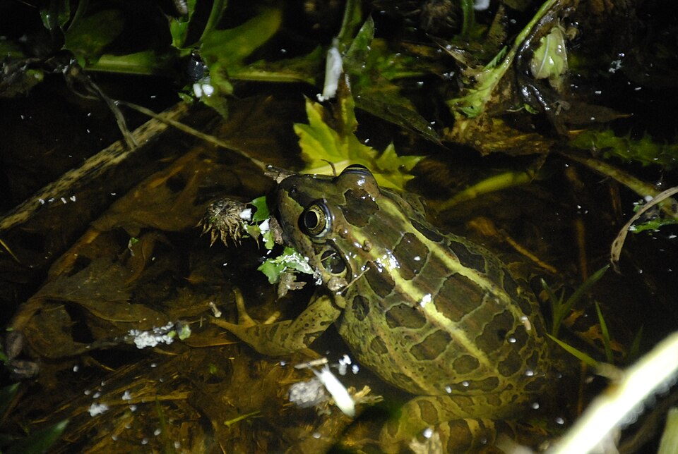 Rana criolla