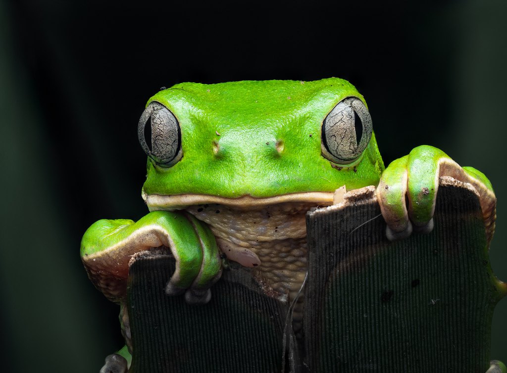 Rana monito