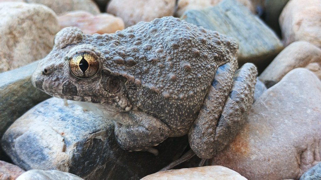 Rana de las piedras