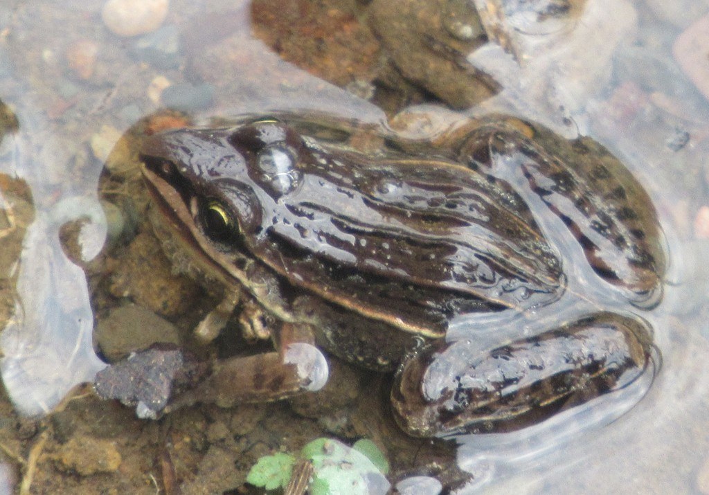 Rana saltadora