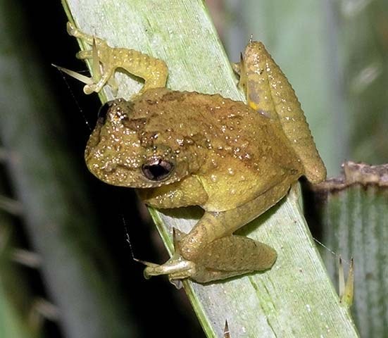 Ranita aromothyella