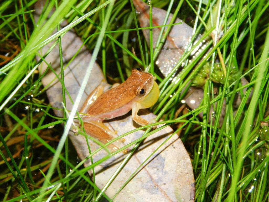 Ranita enana del Chaco