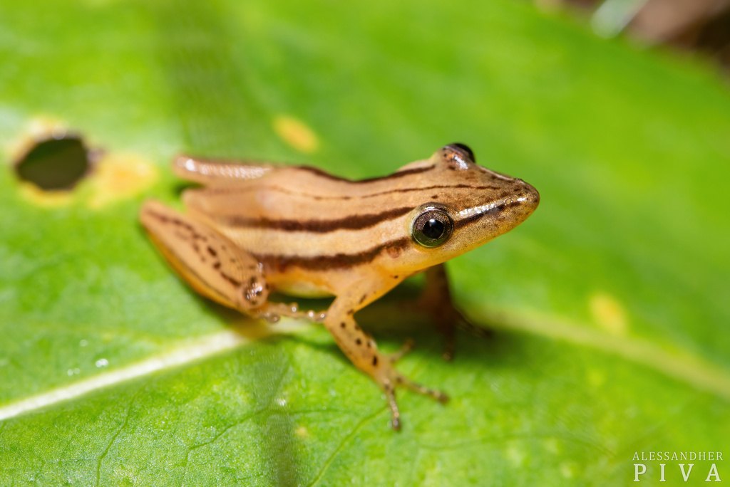 Ranita hocicuda