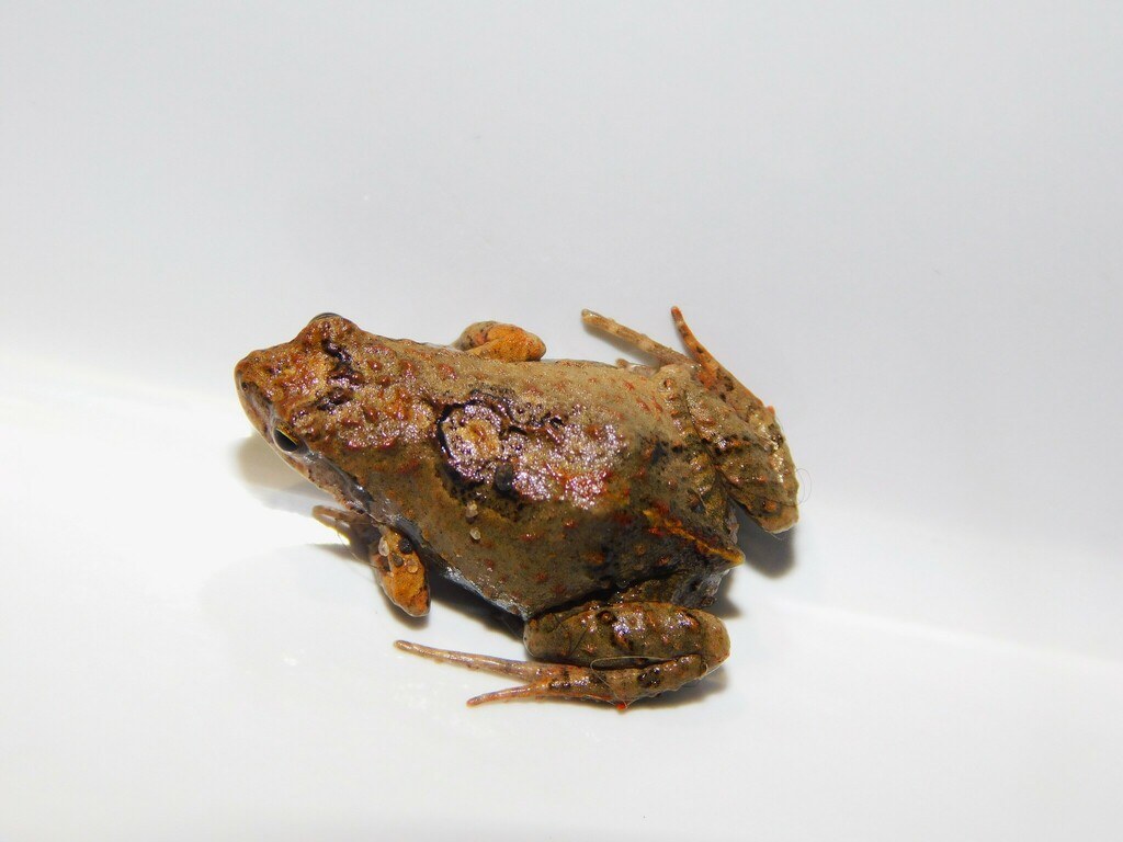 Ranita de Rio Grande