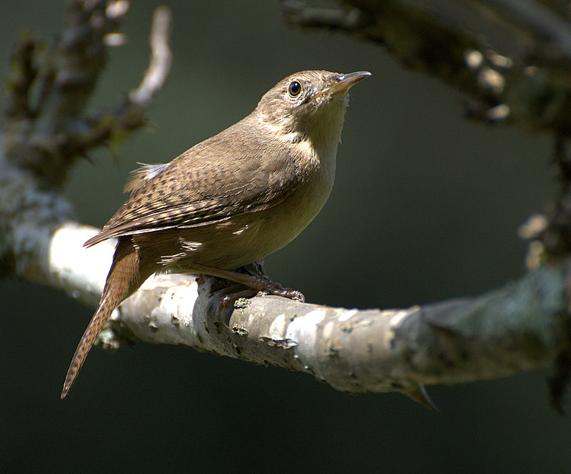 Ratona común (Troglodytes musculus)