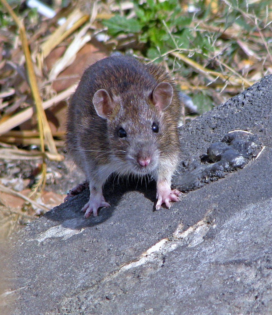 Rata parda