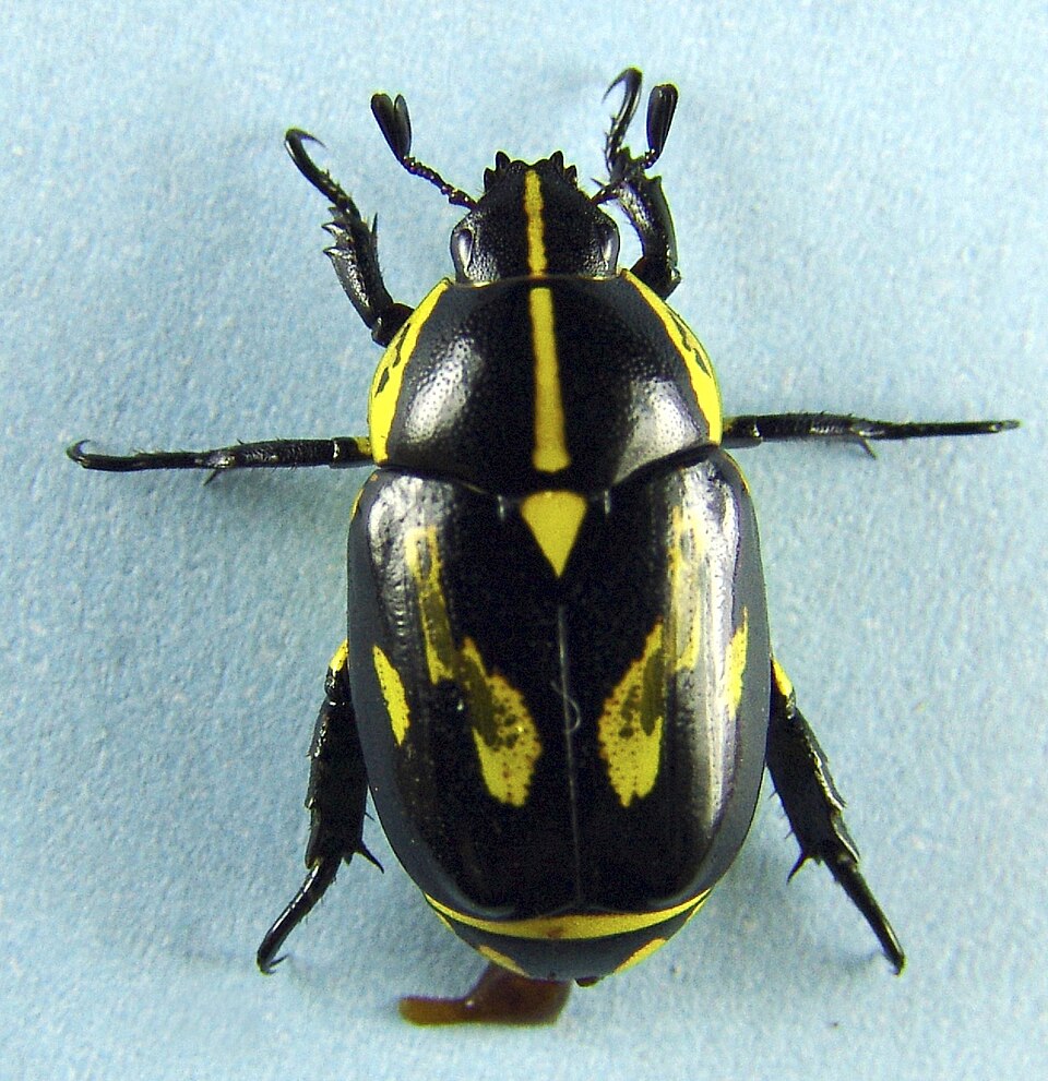 Rutela lineola