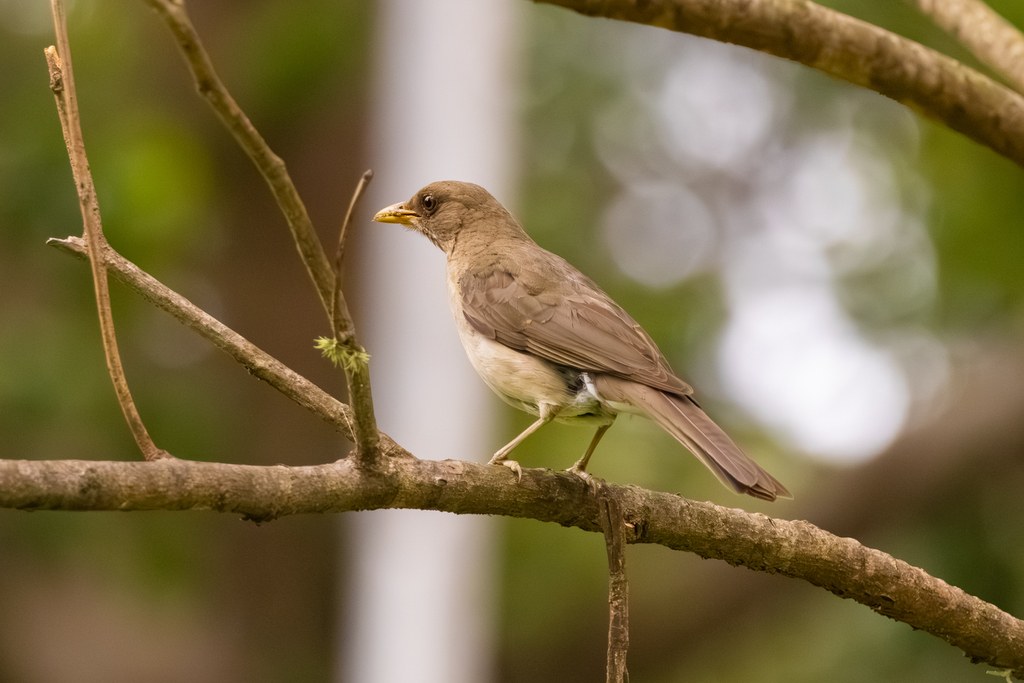 Sabiá (Turdus amaurochalinus)