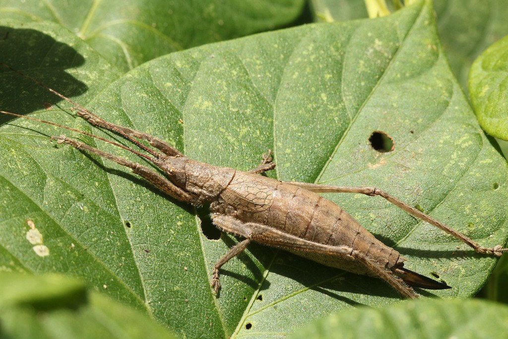 Saltamontes Dasyscelus (Dasyscelus normalis)