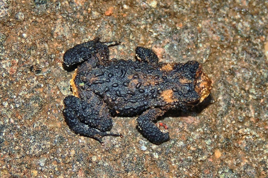 Sapito de Devincenzi (Melanophryniscus devincenzii)