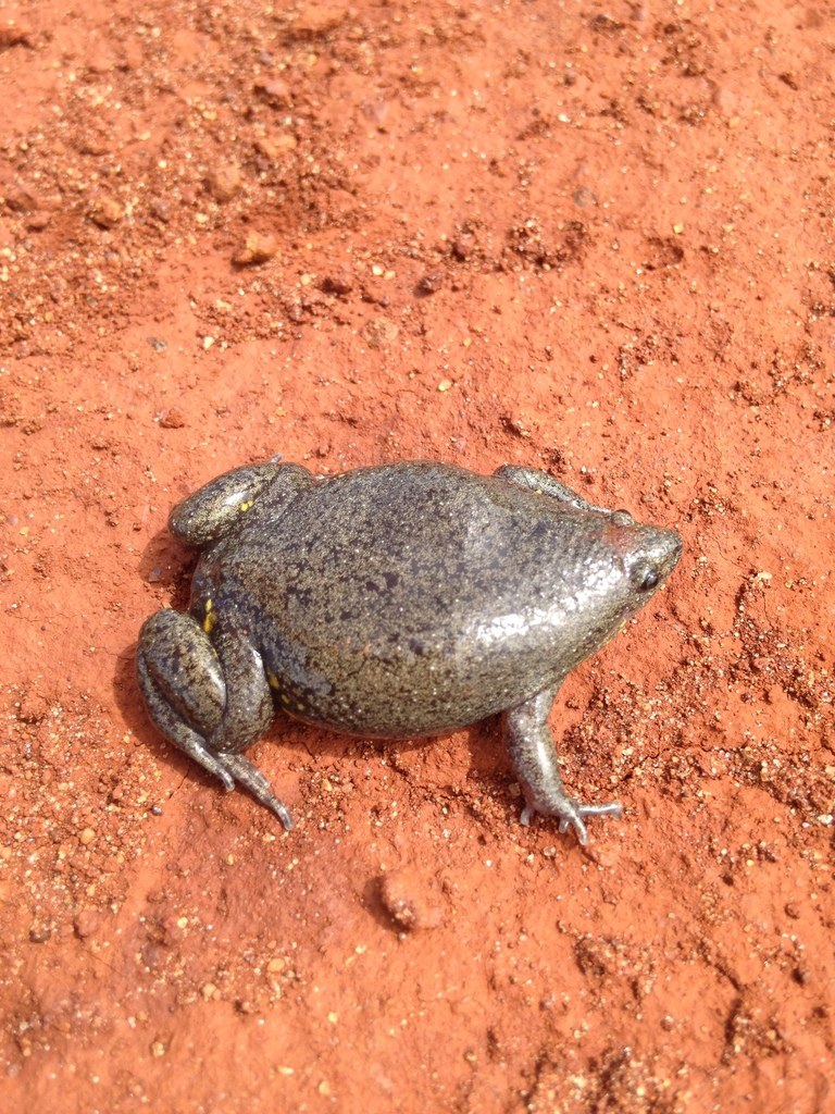 Sapito oval (Elachistocleis bicolor)