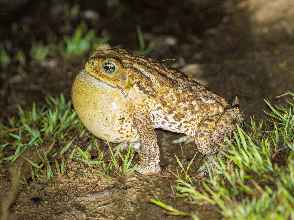 Sapo cururú
